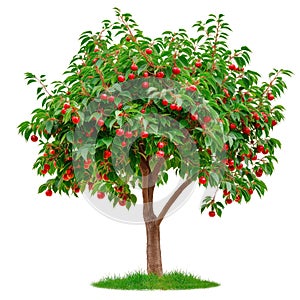 A cherry tree isolated on a white or transparent background. A close-up of a cherry tree with red cherries. A graphic