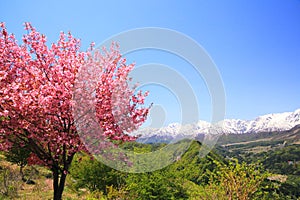 Cherry tree and Japan Alps