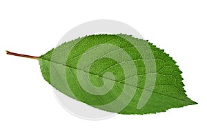 Cherry tree leaf