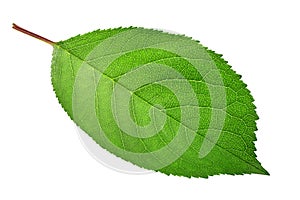 Cherry tree leaf