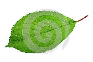 Cherry tree leaf