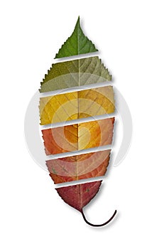 Cherry tree leaf with gradations of autumn colors