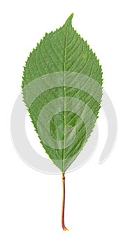 Cherry Tree Leaf isolated