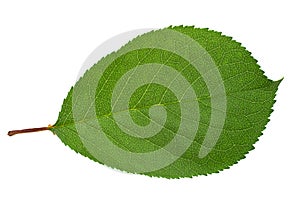 Cherry tree leaf isolated