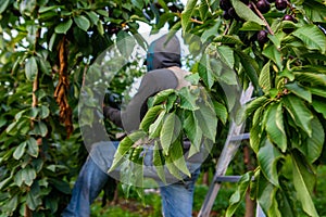 Cherry tree leaves and seasonal farm worker
