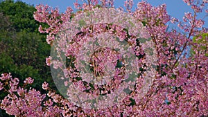 Cherry tree with many pink flowers with blue sky