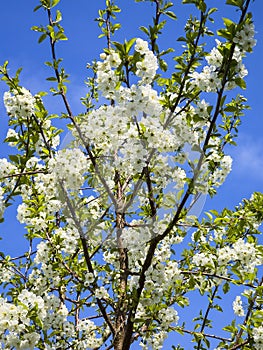 Cherry tree `Morello` with white flower blossom