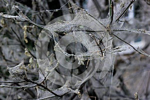 Cherry tree moth spiderweb on decay branches