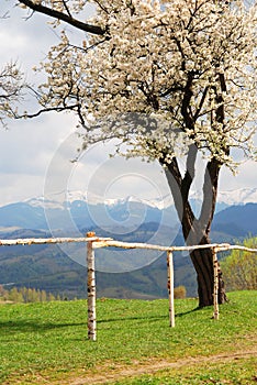 Cherry tree with mountains in the background