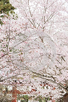 Cherry tree in Nara during spring cherry blossom festival