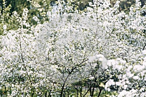 Cherry tree. Cherry orchard in bloom. Spring garden