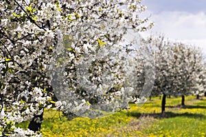 Cherry tree orchard