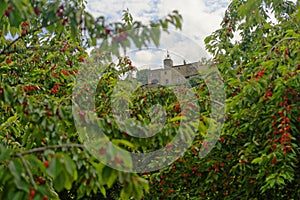 Cherry tree orchard in Menerbes