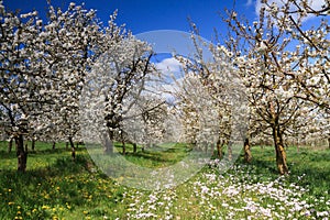 Cherry tree orchard in spring