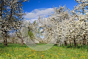 Cherry tree orchard in spring