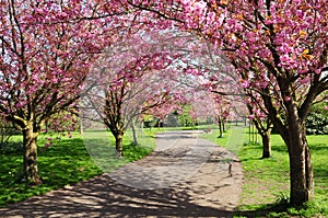 Cherry Tree Path