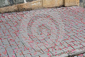 Cherry tree pink blossom petal covered sidewalk pavement curb texture, material