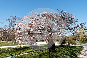 Cherry tree with pink flowers in full bloom - Paris