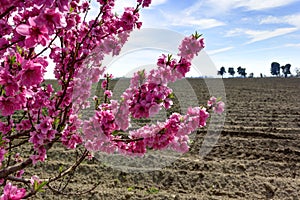 Cherry tree in plowed field in spring.