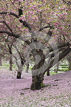 Cherry Tree (Prunus sargentii)