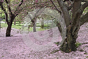 Cherry Tree (Prunus sargentii)