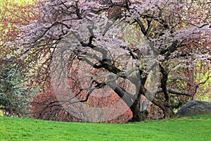 Cherry Tree (Prunus sargentii)
