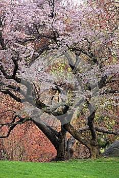 Cherry Tree (Prunus sargentii)