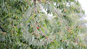 Cherry tree in the rain