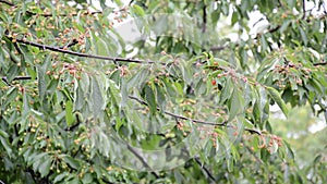 Cherry tree in the rain