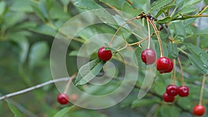 Cherry on a tree in the rain in the garden