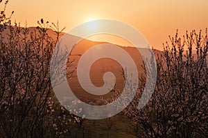 Cherry tree in the rays of the setting sun