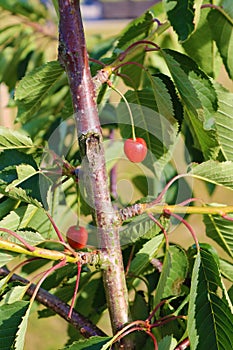 Cherry tree. Red and sweet cherries on a branch. Cherries hanging on a cherry tree.