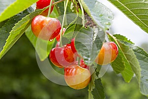 Cherry tree with ripe cherries in the garden. After the rain. Healthy food