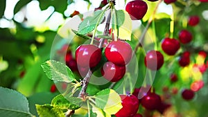 Cherry tree, ripe cherries ready for picking in slow motion