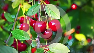 Cherry tree, ripe cherries ready for picking in slow motion