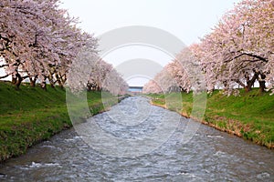 Cherry tree and river photo