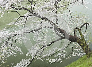 Cherry Tree by the River