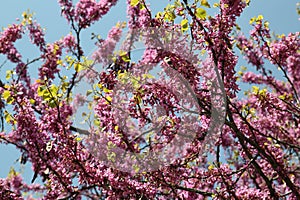 Cherry tree (sakura) blossoms