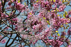 Cherry tree (sakura) blossoms