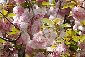 Cherry tree (sakura) blossoms