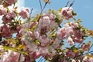 Cherry tree (sakura) blossoms