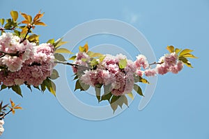 Cherry tree (sakura) blossoms