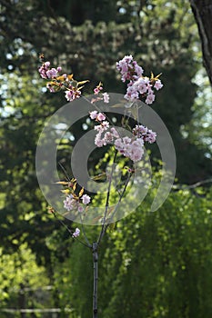 Cherry tree (sakura) blossoms