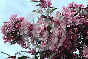 Cherry tree (sakura) blossoms
