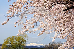 Cherry tree and snowy mountain