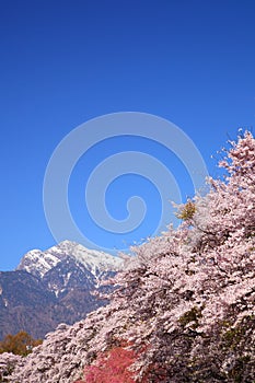 Cherry tree and snowy mountain