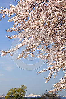 Cherry tree and snowy mountain