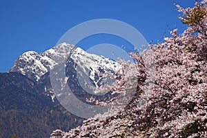 Cherry tree and snowy mountain