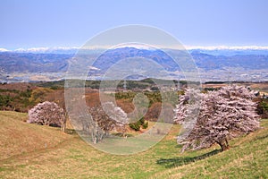 Cherry tree and snowy mountain