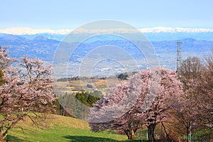 Cherry tree and snowy mountain